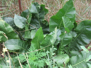 Garden leaves horseradish