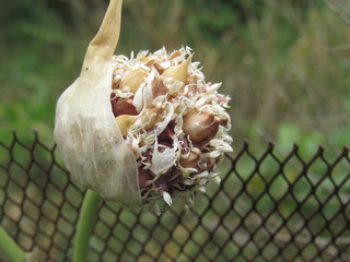 Vegetable garden seeds