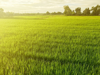 rice field in the evening sun