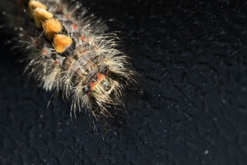 Caterpillar punk crawls on stone