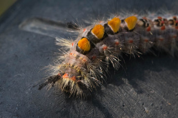 Caterpillar punk crawls on stone