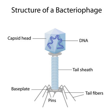Structure of a bacteriophage