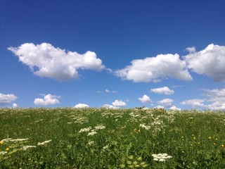 Vor der Heuernte