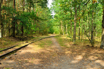 Droga i tory kolejowe w lesie © W Korczewski