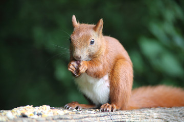 rotes Eichhörnchen
