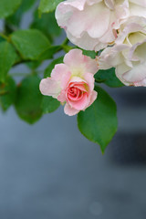 Obraz premium Buds of roses in the daytime on the street. Flowering decorative flower