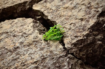 Bunch of clovers born amidst the cracks of a large rock