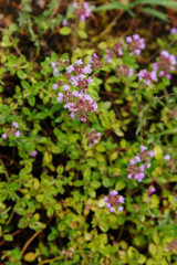 Blooming thyme by day. Plants for herbal medicine