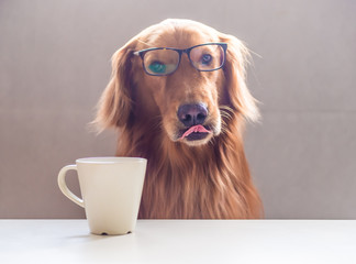 The Golden Retriever and the Cup