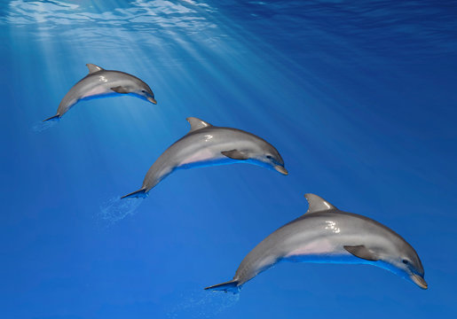 Tres delfines, fondo del mar, agua, animales marinos, delfín