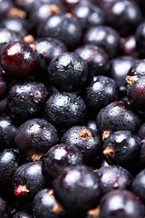 Black currant with water drops.top view.Fresh berries.Macro photographyCloseup.Selective focus
