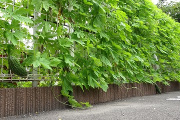 フェンスにゴーヤ