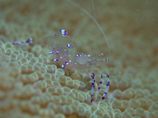 anemone shrimp at sea anemone