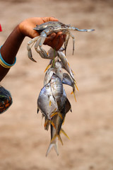 Africa - child hand holding fresh catch: crab and fish