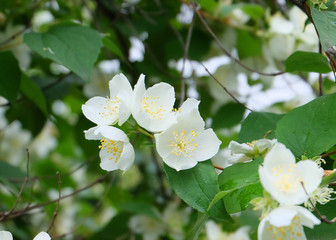 Jasmine in the garden.