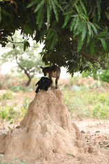 two funny goats on top on termite colony