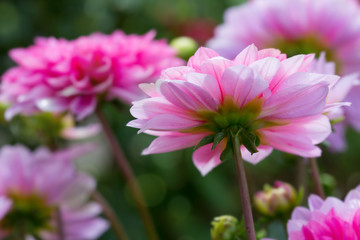 Obraz premium Pink dahlia background.