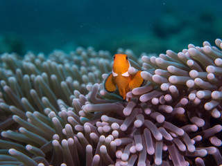 Naklejka na ściany i meble Anemone fish at under the sea