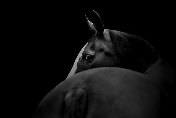 Fototapeta na wymiar Portrait of a horse with a dark background