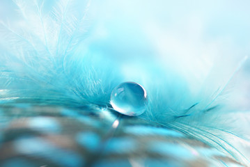 Transparent drop of water on a fluffy blue feather on a soft fuzzy background macro with soft...