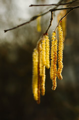 Flower of hazel tree in a warm wintry ray of sunshine