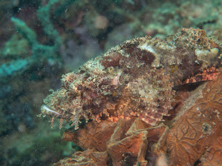scorpion fish at under the sea