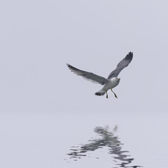 Flying seagull over sky and reflecting in water.