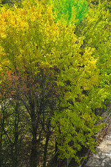 Naklejka premium drzewa przy ulicy