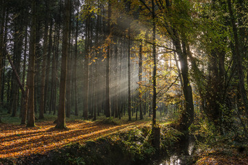 Obraz premium Autumn Morning , Ireland