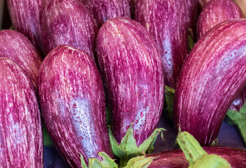 Edirne Purple Striped Eggplants for sale at local street market. Provence. France