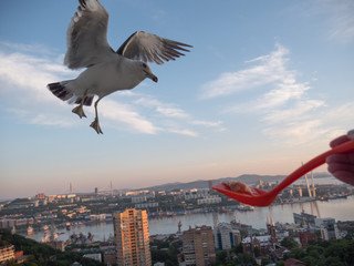 Seagull catching his food from a hand. Selective focus.