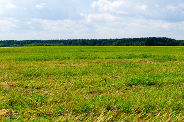 white clouds in the sky  over the field and forest. background, nature