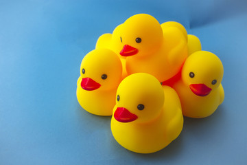 Rubber yellow duck isolated on the blue paper