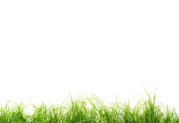 Breiter Banner mit frischem Rasen
