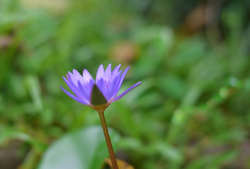 One of lotus flowers.