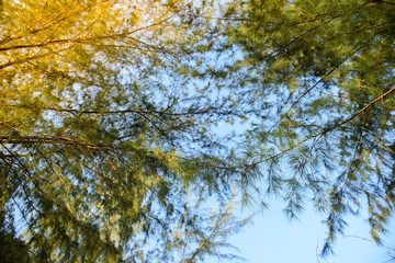 pine tree on the sky background