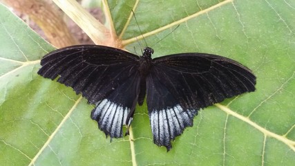 papillon noir
