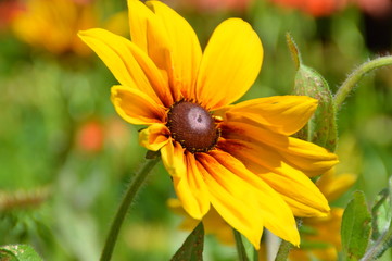 sunflower