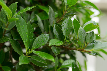 Fototapeta na wymiar water dew drop on green leaf nature