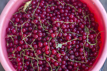 red currant