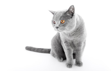 British Shorthair cat isolated on white. Sitting