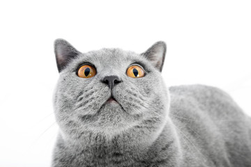 British Shorthair cat isolated on white. Surprised © Photocreo Bednarek