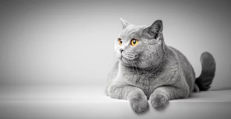 Poster British Shorthair cat lying on white table. Copy-space © Photocreo Bednarek
