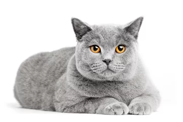 Foto op Canvas British Shorthair cat isolated on white. Lying © Photocreo Bednarek
