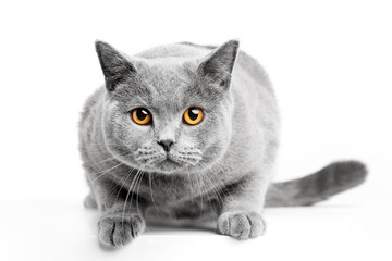 British Shorthair cat isolated on white. Hunting