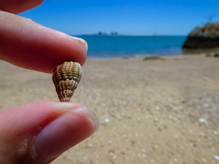 Hand holding a tiny perfect shell at the beach