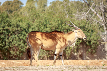 Naklejka na ściany i meble Single eland antelope