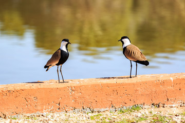 Two spur-winged lapwings