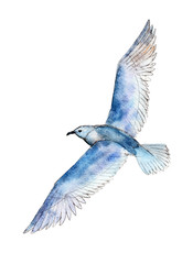 Fototapeta premium Watercolor seagull isolated on white background, hand drawn illustration.