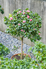 Fototapeta na wymiar azalea tree in the garden